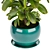 Rubber Leaf Indoor Plant 3D Model 3D model small image 4