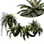 Luxury Cycas Revoluta Palm Tree 3D model small image 1