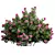  Detailed Climbing Roses Bush 3D model small image 3