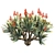 Corona Rendered Aloe Plicatilis Model 3D model small image 4