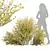 Detailed Cytisus Scoparius Plant Model 3D model small image 1