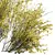 Detailed Cytisus Scoparius Plant Model 3D model small image 2