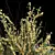 High Detail Cytisus Scoparius Plant 3D model small image 2