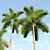 Wodyetia Bifurcata Palm Tree Brush 3D model small image 3