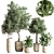 Modern Indoor Plant Set 3D model small image 1