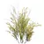 High-detail Cytisus scoparius Plant 3D model small image 2