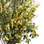 High-detail Cytisus scoparius Plant 3D model small image 3
