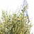 Detailed Cytisus Scoparius 3D Models 3D model small image 2