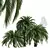Exquisite Macrozamia Moorei Palm Collection 3D model small image 1