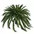 Exquisite Macrozamia Moorei Palm Collection 3D model small image 2