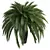Exquisite Macrozamia Moorei Palm Collection 3D model small image 3