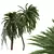 Detailed Macrozamia Moorei Palm Model 3D model small image 1