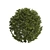 Prunus laurocerasus Topiary 3D Models 3D model small image 4