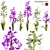 Orchid 3D Model Collection - Archival Formats 3D model small image 1