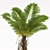 Tall Alsophila Spinulosa Fern Model 3D model small image 2
