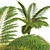 Tall Alsophila Spinulosa Fern Model 3D model small image 4