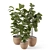 Rusty Concrete Pot Indoor Plants 3D model small image 5