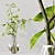 Premium Indoor Plants 3D Model 3D model small image 6