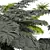 Detailed Alsophila Fern Models Pack 3D model small image 4