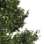 Dual Summer Oak Tree 3D Model 3D model small image 2