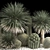 Desert Plant Set for Landscaping with Yucca, Dracaena, Cactus 3D model small image 4