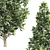 European Hornbeam Tree Collection 3D model small image 2