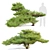 Japanese White Pine 3D Model 3D model small image 1