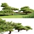 Japanese White Pine 3D Model 3D model small image 2