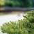 Japanese White Pine 3D Model 3D model small image 3