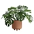 Tropical Monstera Deliciosa 3D Plant 3D model small image 1