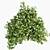 Philadelphus Bush Outdoor Plant Model 3D model small image 3