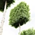 3 Carpinus Betulus Tree Models 3D model small image 4