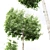 3 Carpinus Betulus Tree Models 3D model small image 5