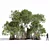 Avicennia Marina Mangrove Tree Set 3D model small image 1