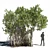 Avicennia Marina Mangrove Tree Set 3D model small image 3