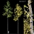 Trembling Aspen Trees Set - 02 3D model small image 1