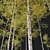 Trembling Aspen Trees Set - 02 3D model small image 2