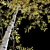 Trembling Aspen Trees Set - 02 3D model small image 3