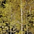 Trembling Aspen Trees Set - 02 3D model small image 4