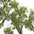 Detailed Angel Oak Live Tree 3D model small image 2