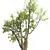 Detailed Angel Oak Live Tree 3D model small image 4