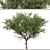 Chinese Cherry Tree Set (2 Trees) 3D model small image 2