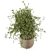 Rusty Concrete Pot Indoor Plants 3D model small image 2