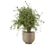 Rusty Concrete Pot Indoor Plants 3D model small image 6