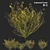 Snakeweed Cluster 3D Model 3D model small image 1