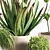 Contemporary Indoor Plant Set 04 3D model small image 6