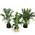 Tropical Plants 3D Model Pack 3D model small image 4