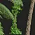 Ancient Tree Fern 3D Model 3D model small image 4