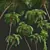 Ancient Tree Fern 3D Model 3D model small image 5