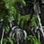 Ancient Tree Fern 3D Model 3D model small image 6